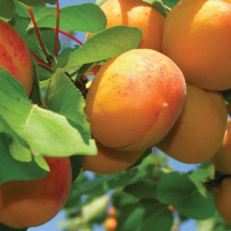 Fruit Drops