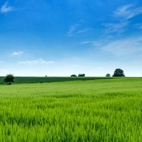 Hakh Group - Plantation