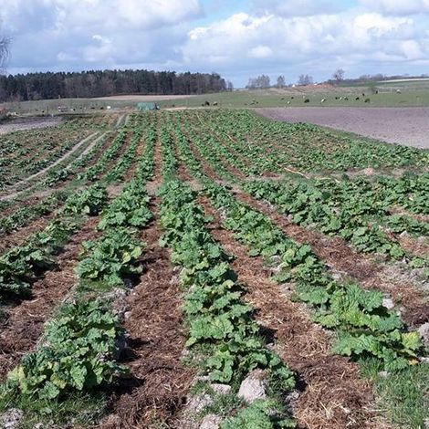 Farm