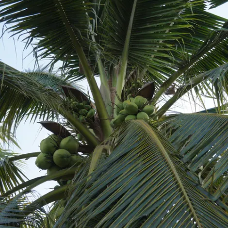 Copra Coconuts Inc.