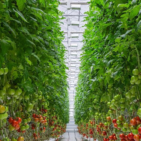 Eziz-Dag Tomato Production