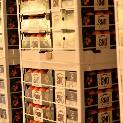 SNO TARIM VE ZIRAI ISLT / SNO CITRUS TURKEY
