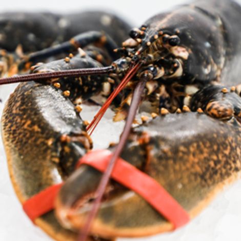 product-lobster.jpg