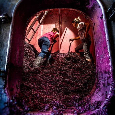 Zorzal Wines - Product