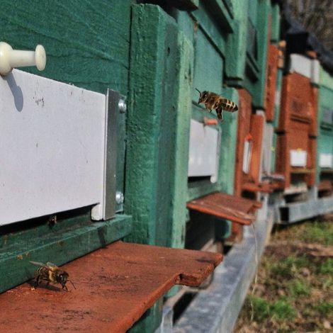 Apiary