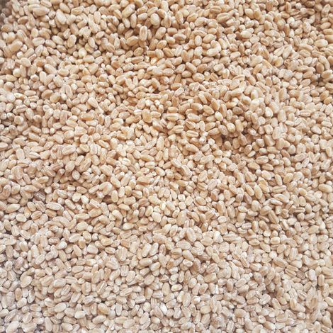 Wheat Grain