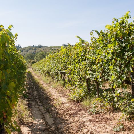 Usiglian del Vescovo Vineyards