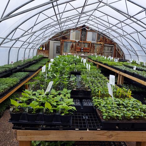 Main Street Seed - Plantation