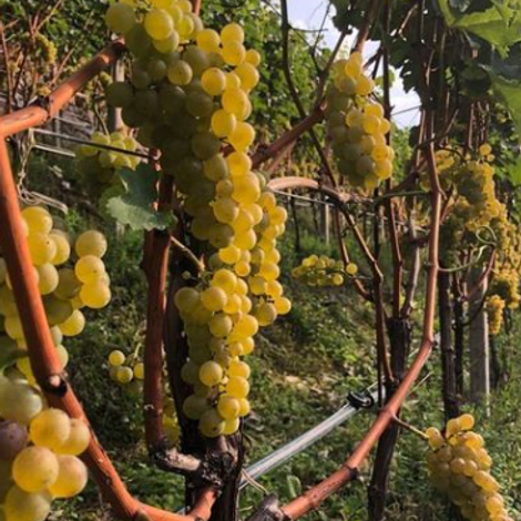 Nalserbacherkeller - Product