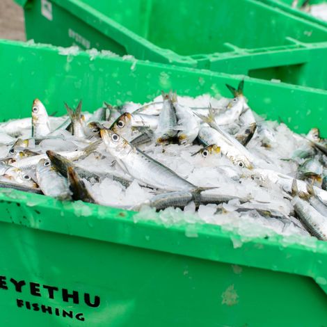 Eyethu Fishing (Pty) Ltd - Harvested Fish