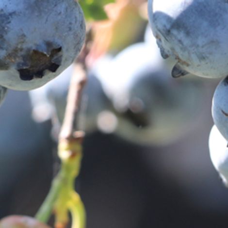 SL Gartenbau GmbH