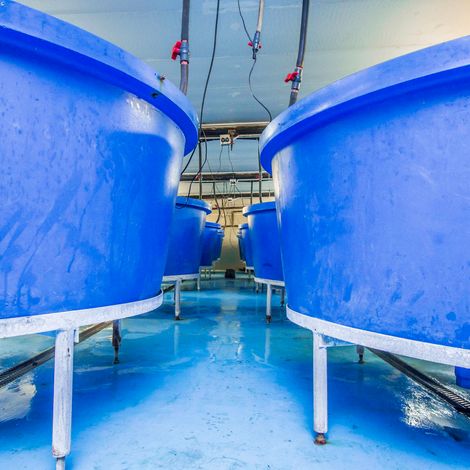 Zini Fish Farms - Facility