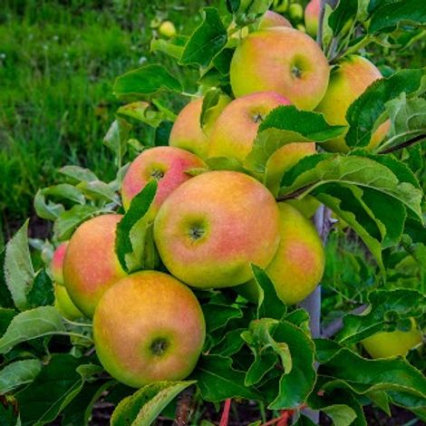 Orchard