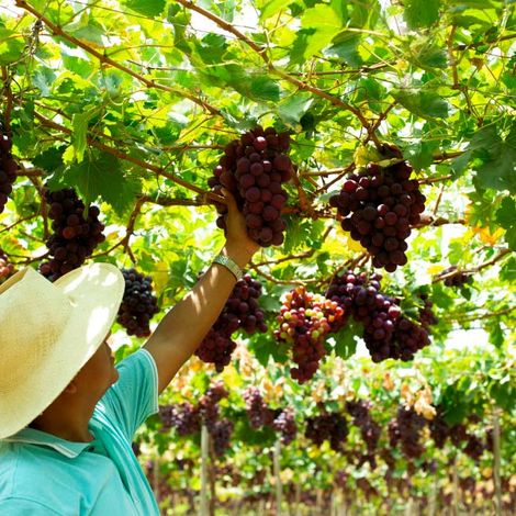 J & L Agroexportaciones S.A.C.