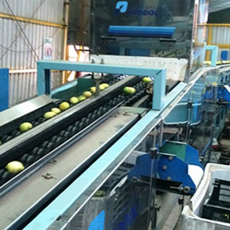 Fruchac Export S.A. - Processing Area