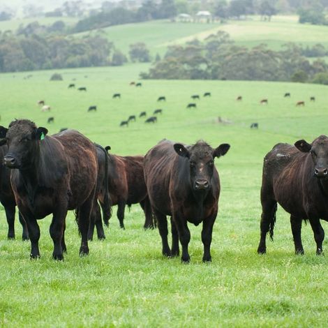 Q-GROUP - Livestock