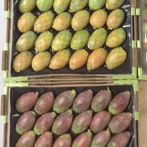 Prickly Pear - Figo da índia - Indian fig