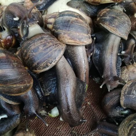 Giant African snails