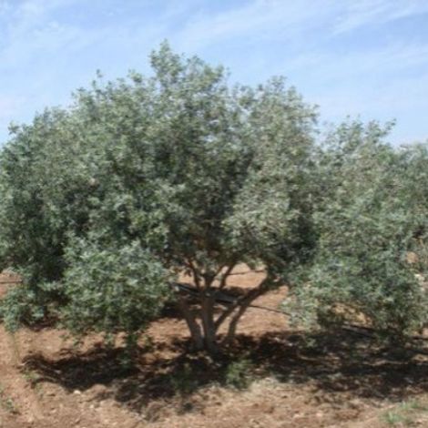 Aljood Company - Samain Olive Oil Mill