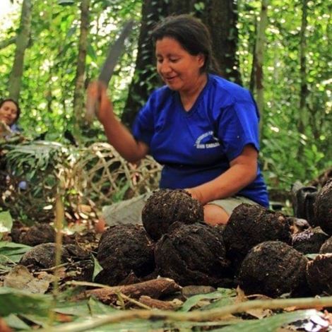 MANUTATA S.A.C. - Brazilian Nut Harvest