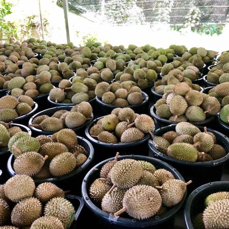 Fresh Musang King, D24 Durian
