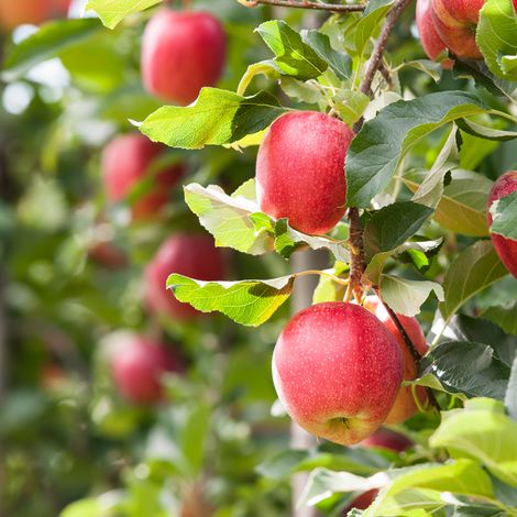 Mineral King Produce LLC