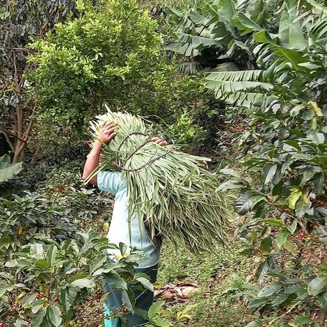 Asoc De Prod De Mango Del Valle Alto Piura