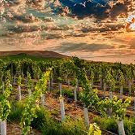 Canvasback vineyard 2.jpg