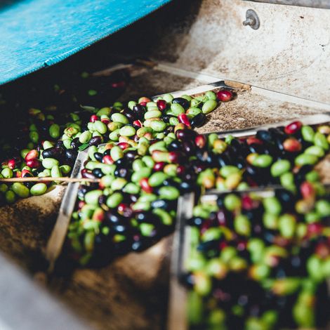 The Olives Cleaning