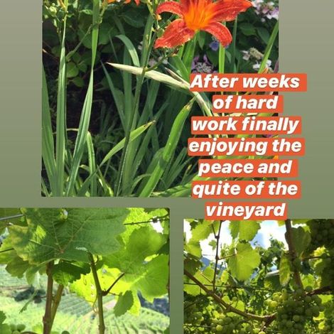 Enjoy the vineyard