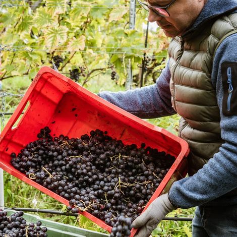 Weingut Tenuta Winery Schmid Oberrautner - Product
