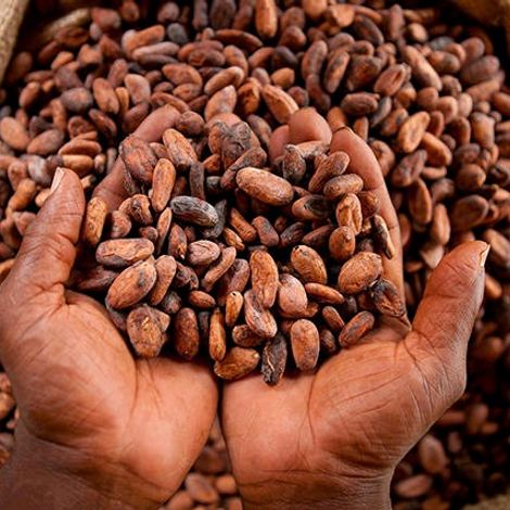 Cocoa