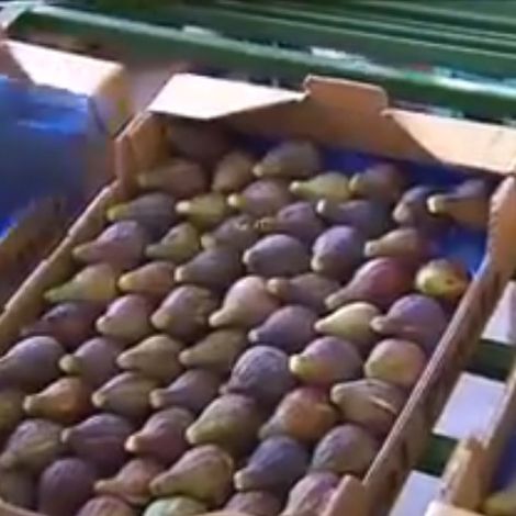 Agricola Tupinaire, S.L. - Packaged Products