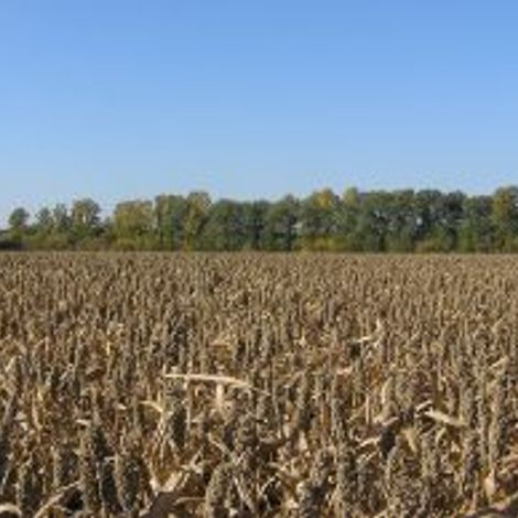 PA110166-268x194.jpg