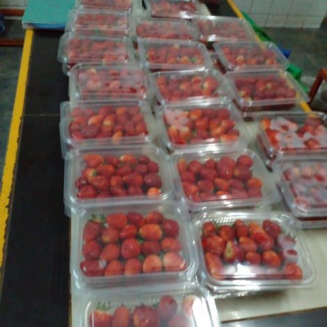 PROFRESH EXPORT LTD