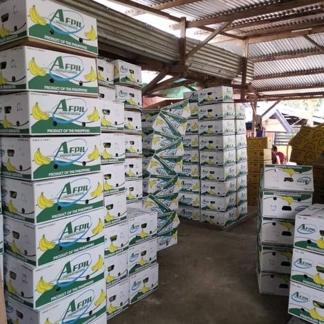 Agros Import Export International Corp._Banana_Cavendish
