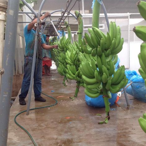 Processing Banana