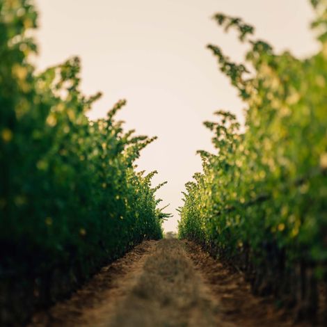 OVID Napa Valley_Wine_Vineyards