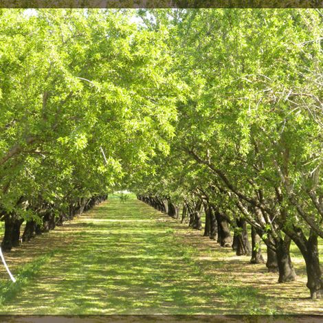 Northern California Nut Company - Plantation