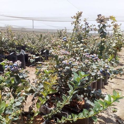 productoresdearandonosenperu.jpg