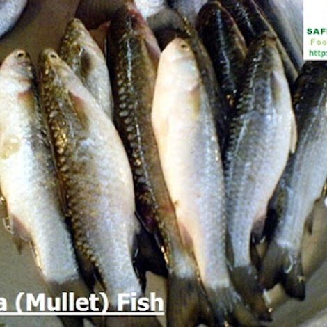 SAFE & FRESH FOODS LIMITED.