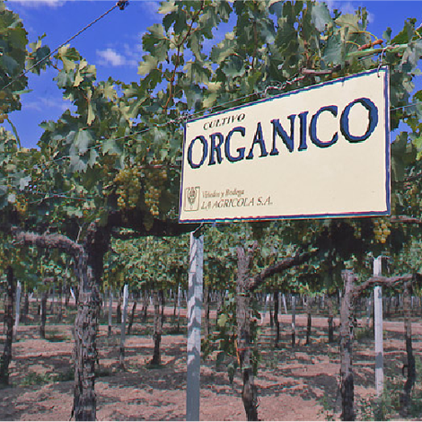 Bodega Santa Julia - Vineyard