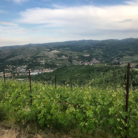 Vineyard