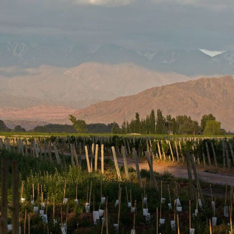 Clop Wines - Vineyard