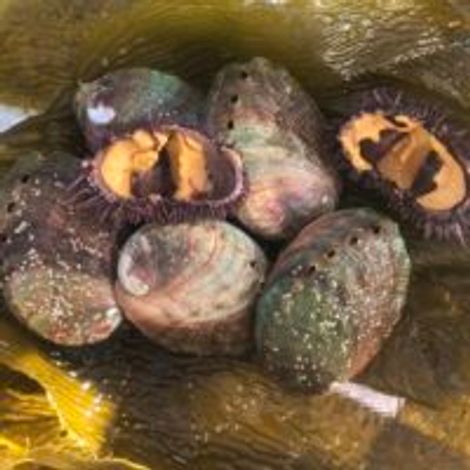 Cultured Abalone Farm
