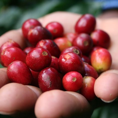 MALONGO - Coffee Beans