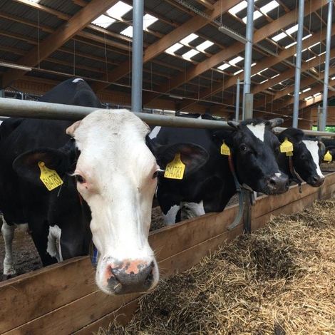 AGRA Destna - Livestock