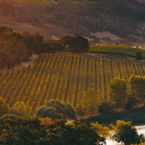 Quintessa Vineyard 3.jpeg