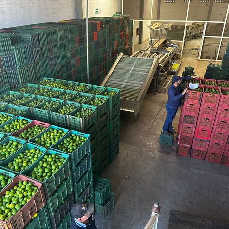 Persian Limes