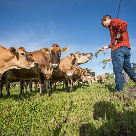 Creminelli Fine Meats, LLC - Cattles